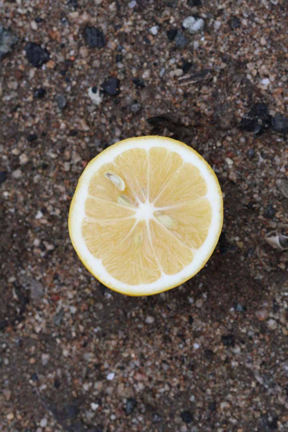              Fruit cross-section (Riverside, CA)       